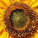 sunflower_1